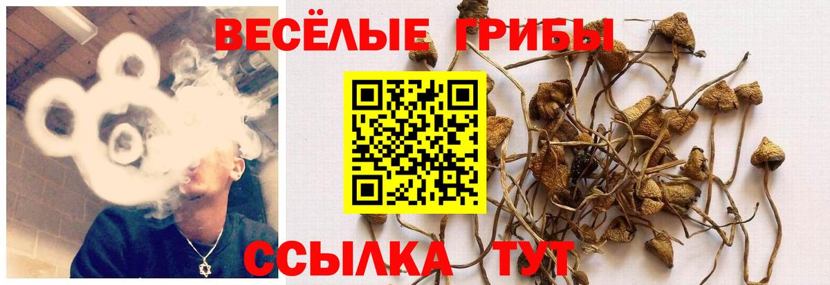 Галлюциногенные грибы Psilocybine cubensis  Вход с VPN  Шарыпово 